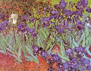 Vincent Van Gogh Irises oil painting